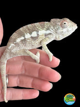 Load image into Gallery viewer, SAMBAVA Panther Chameleon: Marley x Mabel (R11)