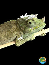 Load image into Gallery viewer, Male Jackson’s Chameleon: I2