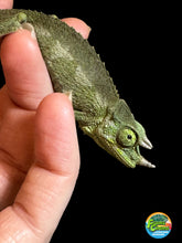 Load image into Gallery viewer, Male Jackson’s Chameleon: I5