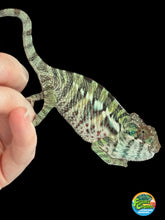 Load image into Gallery viewer, ANKILOBE Panther Chameleon: Ankify x Ambilobe (Q4)