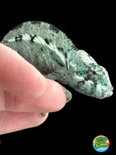 Load image into Gallery viewer, ANKILOBE Panther Chameleon: Ankify x Ambilobe (Q8)
