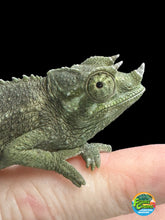 Load image into Gallery viewer, Male Jackson’s Chameleon: I1
