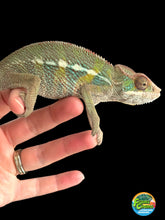 Load image into Gallery viewer, AMBILOBE Panther Chameleon: Frank x Sandy (J3)
