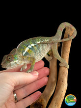 Load image into Gallery viewer, AMBILOBE Panther Chameleon: Frank x Sandy (J6)