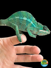 Load image into Gallery viewer, AMBILOBE Panther Chameleon: Frank x Sandy (S14)