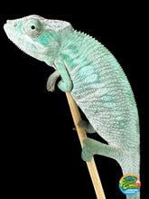 Load image into Gallery viewer, ANKILOBE Panther Chameleon: Ankify x Ambilobe (S7)