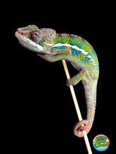 Load image into Gallery viewer, ANKILOBE Panther Chameleon: Ankify x Ambilobe (J5)