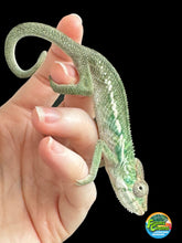 Load image into Gallery viewer, Ambilobe male panther chameleon: Flash x Opal (S3)