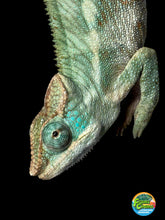Load image into Gallery viewer, AMBANJA X ANKIFY Panther Chameleon:(J10)