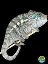 Load image into Gallery viewer, AMBANJA X ANKIFY Panther Chameleon:(F1)