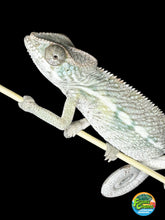 Load image into Gallery viewer, AMBILOBE male panther chameleon: Flash x Opal (J9)