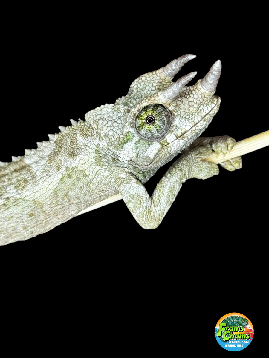 Male Jackson's Chameleon: I4 – FramsChams Panther Chameleons
