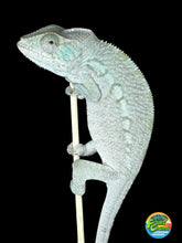 Load image into Gallery viewer, AMBANJA FEMALE Panther Chameleon: Ambanja x Ankify (I10)