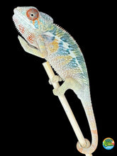 Load image into Gallery viewer, 🌈 Young Male Ambilobe Panther Chameleon | Flash Jr. x Aslan - Bold Coloration, Friendly Temperament | E34