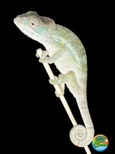 Load image into Gallery viewer, AMBILOBE male panther chameleon: Flash x Opal (R1)
