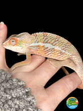 Load image into Gallery viewer, Ambilobe Male (R10)
