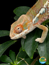Load image into Gallery viewer, Ambilobe Male (R9)