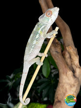Load image into Gallery viewer, AMBILOBE male panther chameleon: Flash x Opal (R3)