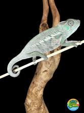 Load image into Gallery viewer, ANKIFY X AMBILOBE Panther Chameleon: (E17)
