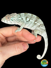 Load image into Gallery viewer, AMBILOBE FEMALE Panther Chameleon: Rogue x Phoenix (S11)