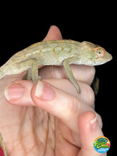 Load image into Gallery viewer, AMBILOBE FEMALE Panther Chameleon: Rogue x Phoenix (S12)