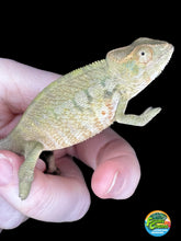 Load image into Gallery viewer, AMBANJA FEMALE Panther Chameleon: Neon Nights x Tango (S19)