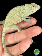 Load image into Gallery viewer, AMBANJA FEMALE Panther Chameleon: Neon Nights x Tango (S18)