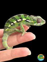 Load image into Gallery viewer, Sambava Male: Marley x Mabel (E1)