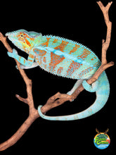 Load image into Gallery viewer, 💎 Stunning Adult Ambanja Panther Chameleon Holdback – Vibrant Turquoise with Red/Orange Barring | H8