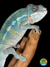 Load image into Gallery viewer, AMBILOBE Male Panther Chameleon: (E36)