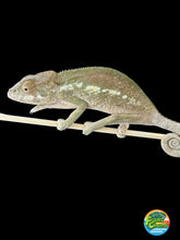 Load image into Gallery viewer, Ambilobe FEMALE: đș Flash x Georgia (S3)