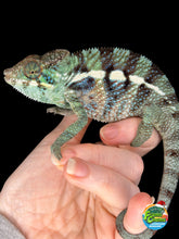 Load image into Gallery viewer, 💙 Ambanja Panther Chameleon – Young Male with Emerging Blue Tones | (E8)