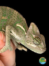 Load image into Gallery viewer, 🦎 Juvenile Male Veiled Chameleon – Hand-Raised & Healthy ✅ | S4