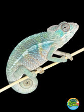 Load image into Gallery viewer, AMBILOBE Male Panther Chameleon: (E32)