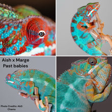Load image into Gallery viewer, AMBILOBE Male Panther Chameleon: (E27)