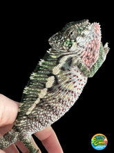Load image into Gallery viewer, Ambilobe male panther chameleon: Flash x Opal (E24)