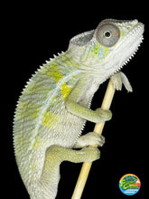 Load image into Gallery viewer, Ambilobe male panther chameleon: Flash x Opal (E22)