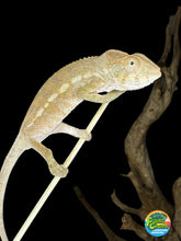 Load image into Gallery viewer, AMBILOBE FEMALE - Flash x Opal πΊ (S4)