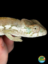 Load image into Gallery viewer, AMBANJA FEMALE Panther Chameleon: Dubois x Ellie (S3)