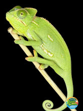 Load image into Gallery viewer, MALE Veiled Chameleons
