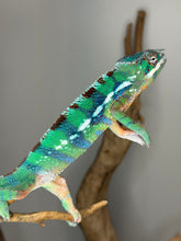 Load image into Gallery viewer, š Ambilobe Panther Chameleon ā Green Sub-Adult Male with Blue Barring (Yellow/Blue Lineage) | E23