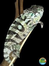 Load image into Gallery viewer, Sambava Male: Marley x Mabel (E11)