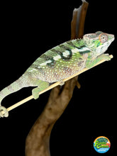 Load image into Gallery viewer, SAMBAVA Panther Chameleon male: (E10)