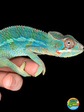 Load image into Gallery viewer, AMBILOBE Male Panther Chameleon: (E30)