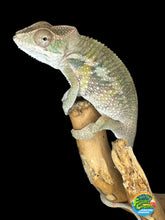 Load image into Gallery viewer, AMBILOBE male: Starburst x Voodoo (E14)