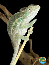 Load image into Gallery viewer, AMBILOBE Panther Chameleon male:(E15)