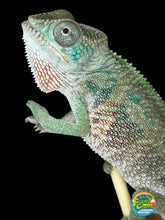 Load image into Gallery viewer, Ambilobe Male Panther Chameleon: Flash x Opal (E13)