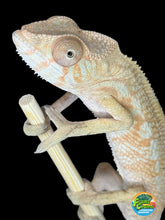 Load image into Gallery viewer, AMBILOBE FEMALE - Flash x Phoenix female 🚺 (R15)