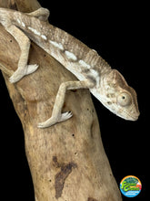 Load image into Gallery viewer, AMBILOBE FEMALE - Flash x Phoenix female 🚺 (R14)