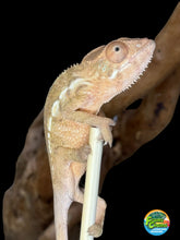 Load image into Gallery viewer, Ambilobe FEMALE: Magnus x Skittles 🚺 (R10)